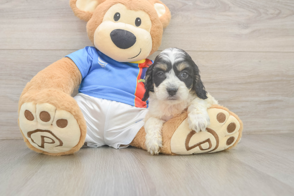 Cockapoo Puppy for Adoption