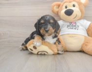 6 week old Cockapoo Puppy For Sale - Pilesgrove Pups