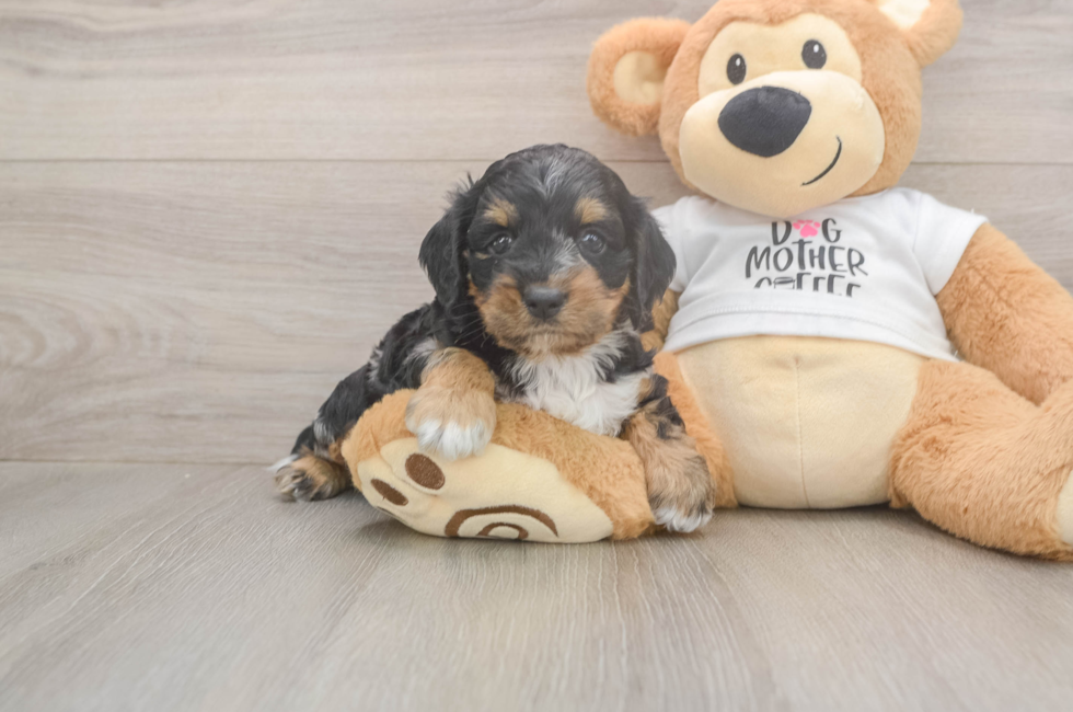 5 week old Cockapoo Puppy For Sale - Pilesgrove Pups