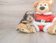 6 week old Cockapoo Puppy For Sale - Pilesgrove Pups