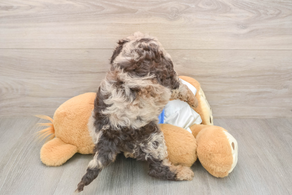 Cockapoo Puppy for Adoption
