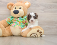 7 week old Cockapoo Puppy For Sale - Pilesgrove Pups