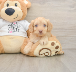 8 week old Cockapoo Puppy For Sale - Pilesgrove Pups