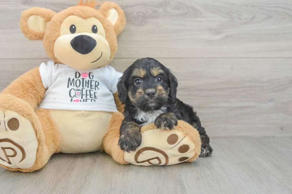 5 week old Cockapoo Puppy For Sale - Pilesgrove Pups