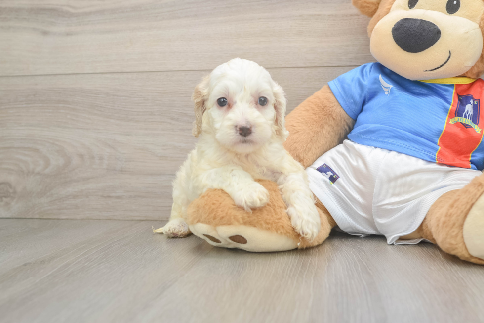 Best Cockapoo Baby