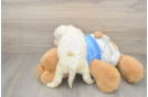 Best Cockapoo Baby