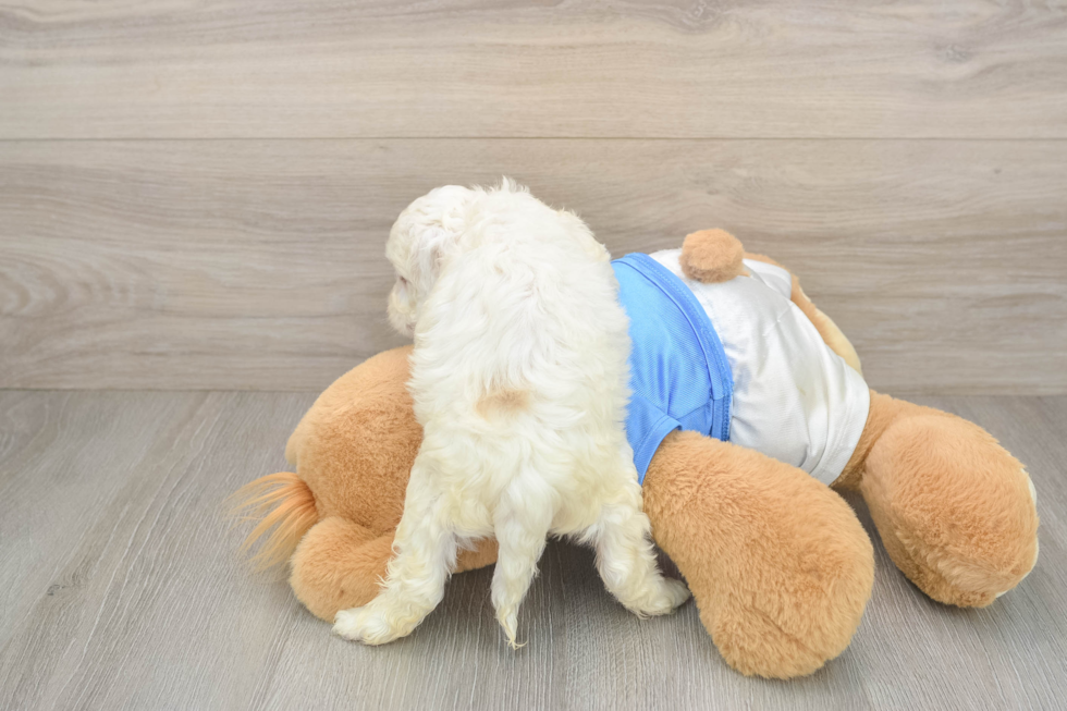 Best Cockapoo Baby