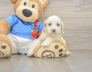 7 week old Cockapoo Puppy For Sale - Pilesgrove Pups