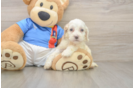 Small Cockapoo Baby