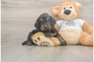 Cockapoo Pup Being Cute