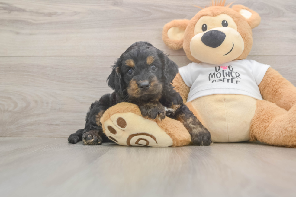 Cockapoo Pup Being Cute