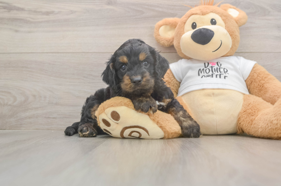 5 week old Cockapoo Puppy For Sale - Pilesgrove Pups