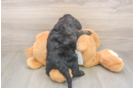 Cockapoo Puppy for Adoption
