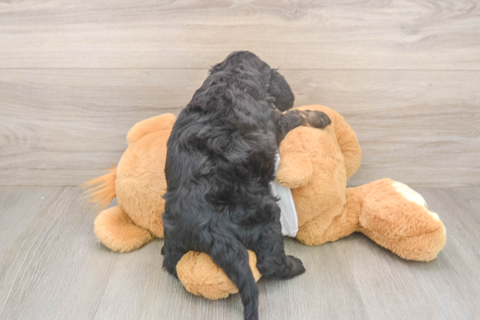 Cockapoo Puppy for Adoption