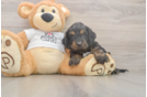 Cockapoo Puppy for Adoption