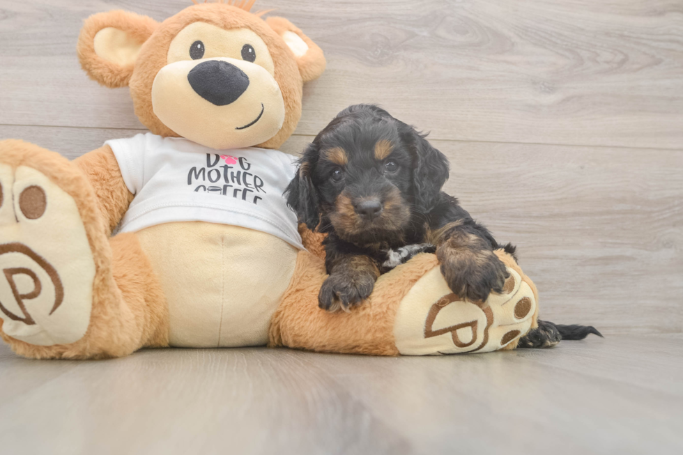 Cockapoo Puppy for Adoption