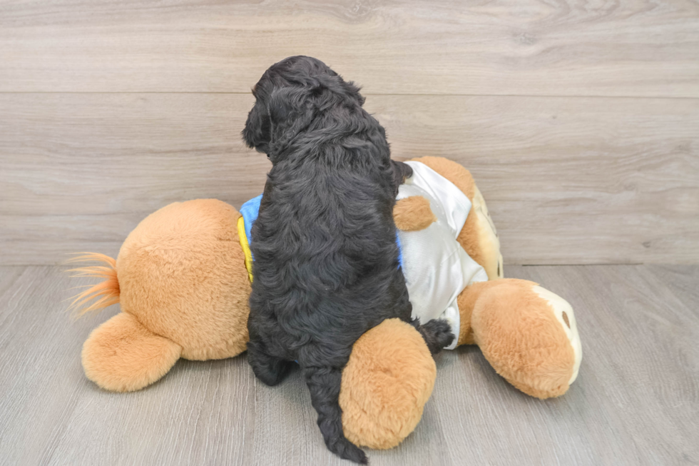 Small Cockapoo Baby