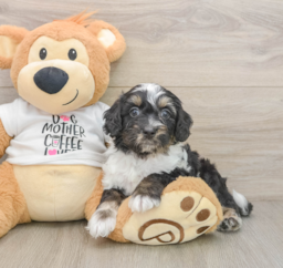 8 week old Cockapoo Puppy For Sale - Pilesgrove Pups