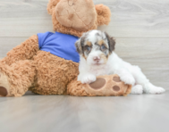 9 week old Cockapoo Puppy For Sale - Pilesgrove Pups