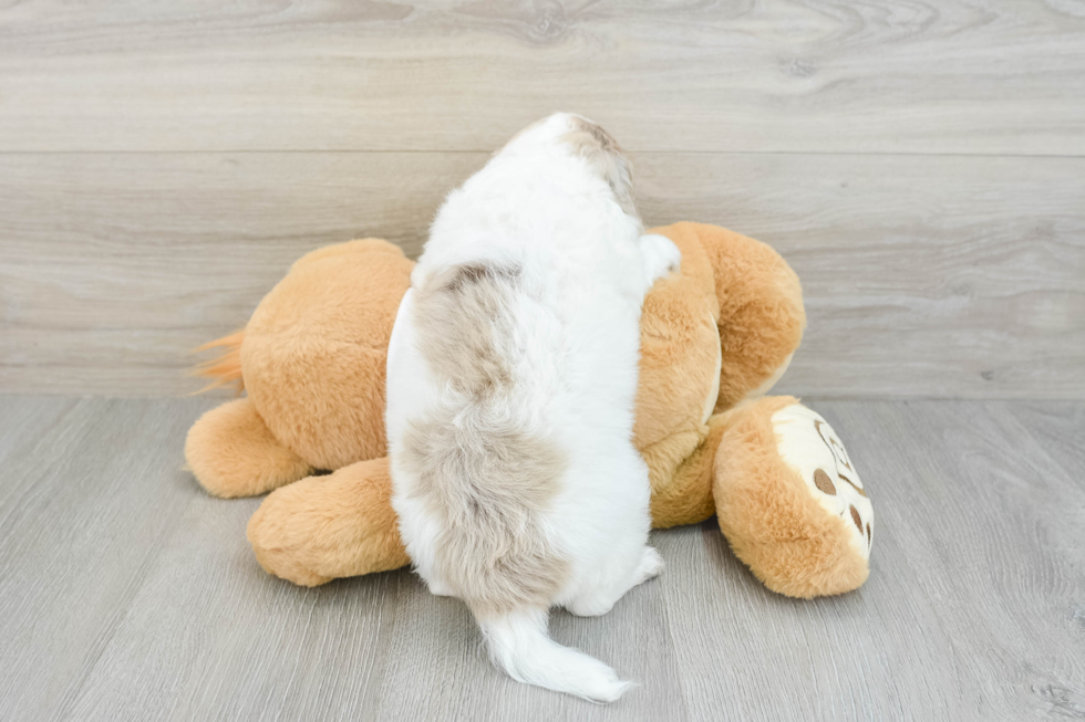 Cockapoo Pup Being Cute