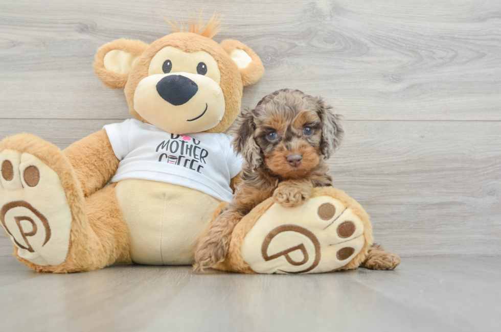 5 week old Cockapoo Puppy For Sale - Pilesgrove Pups