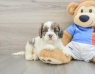 8 week old Cockapoo Puppy For Sale - Pilesgrove Pups
