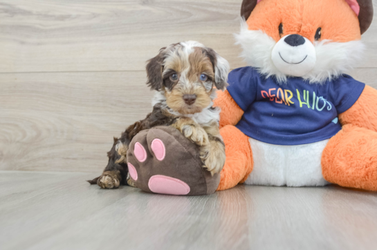 Friendly Cockapoo Baby