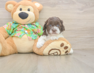 5 week old Cockapoo Puppy For Sale - Pilesgrove Pups
