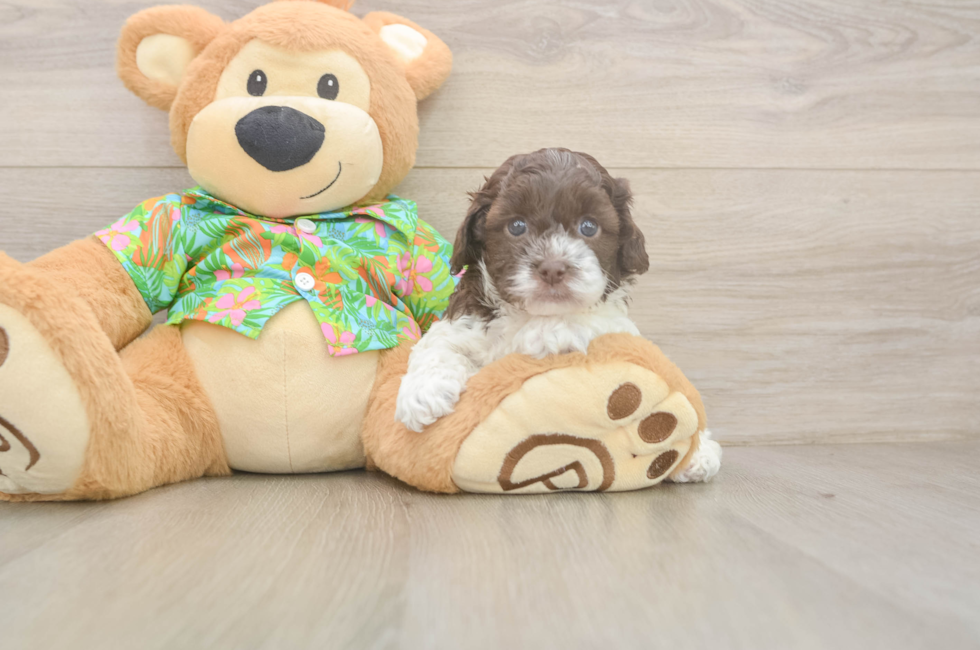 5 week old Cockapoo Puppy For Sale - Pilesgrove Pups
