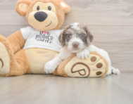 6 week old Cockapoo Puppy For Sale - Pilesgrove Pups