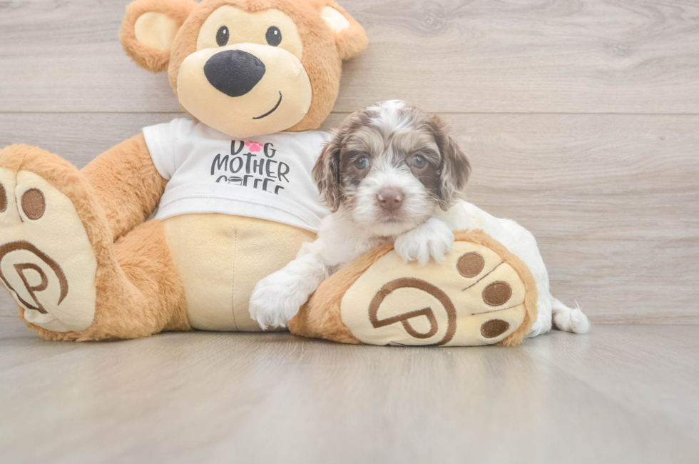 5 week old Cockapoo Puppy For Sale - Pilesgrove Pups
