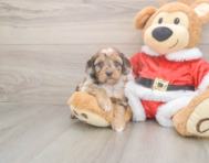 6 week old Cockapoo Puppy For Sale - Pilesgrove Pups