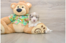 Friendly Cockapoo Baby