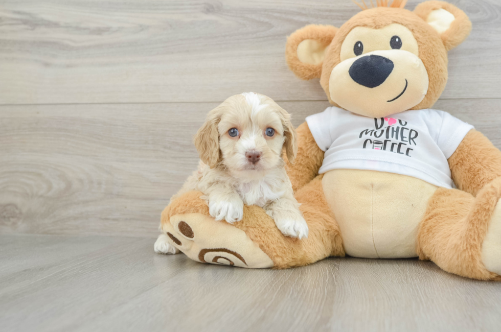 5 week old Cockapoo Puppy For Sale - Pilesgrove Pups