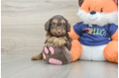 Energetic Cocker Doodle Poodle Mix Puppy