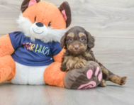 7 week old Cockapoo Puppy For Sale - Pilesgrove Pups