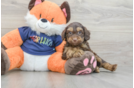 Best Cockapoo Baby