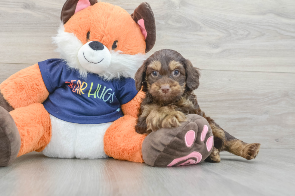 Best Cockapoo Baby