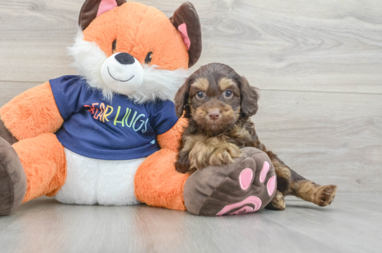 Best Cockapoo Baby
