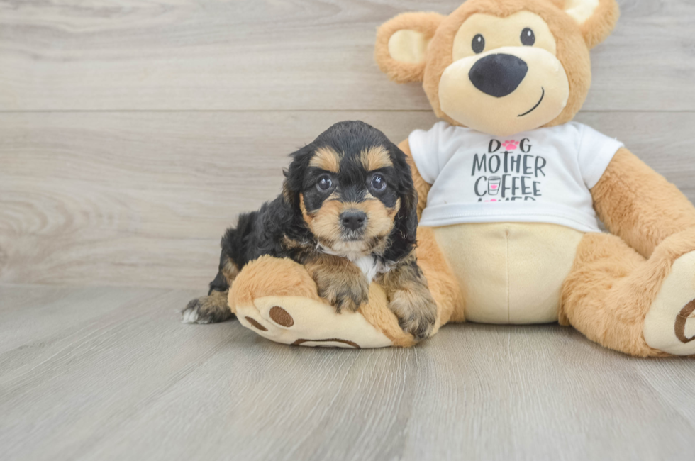 5 week old Cockapoo Puppy For Sale - Pilesgrove Pups