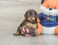 8 week old Cockapoo Puppy For Sale - Pilesgrove Pups