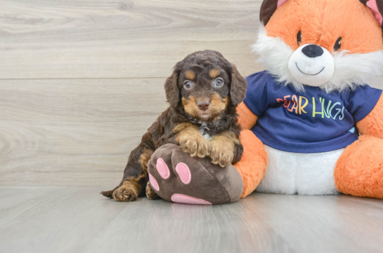 Happy Cockapoo Baby
