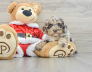 6 week old Cockapoo Puppy For Sale - Pilesgrove Pups