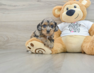 7 week old Cockapoo Puppy For Sale - Pilesgrove Pups