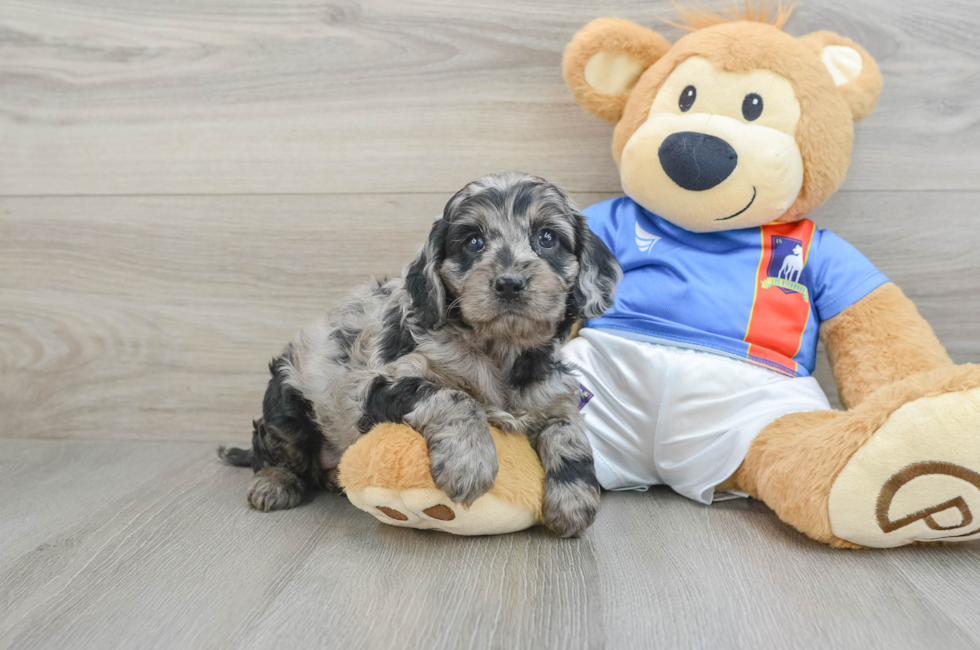 5 week old Cockapoo Puppy For Sale - Pilesgrove Pups