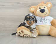 8 week old Cockapoo Puppy For Sale - Pilesgrove Pups