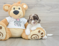 8 week old Cockapoo Puppy For Sale - Pilesgrove Pups