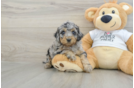 Cockapoo Puppy for Adoption