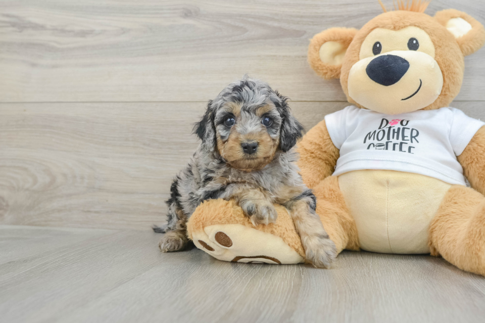 Cockapoo Puppy for Adoption