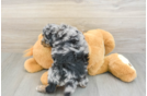 Cockapoo Pup Being Cute